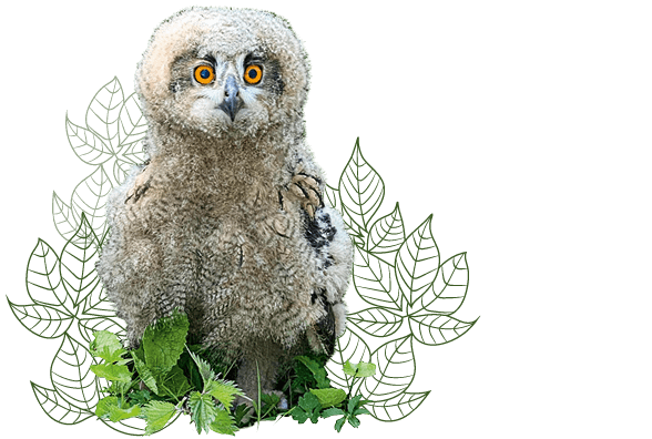 REMEX Coesfeld unterstützt Artenschutz